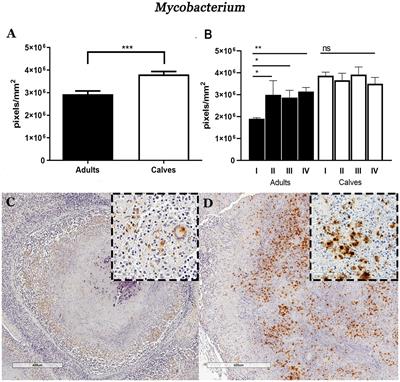 Mycobacterium bovis naturally infected calves present a higher bacterial load and proinflammatory response than adult cattle